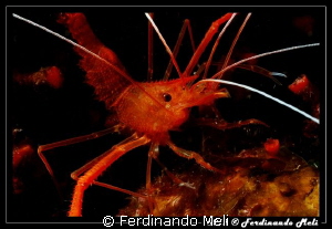 Shrimp by Ferdinando Meli 